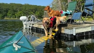 Dock Dog Ladder (PM-12)