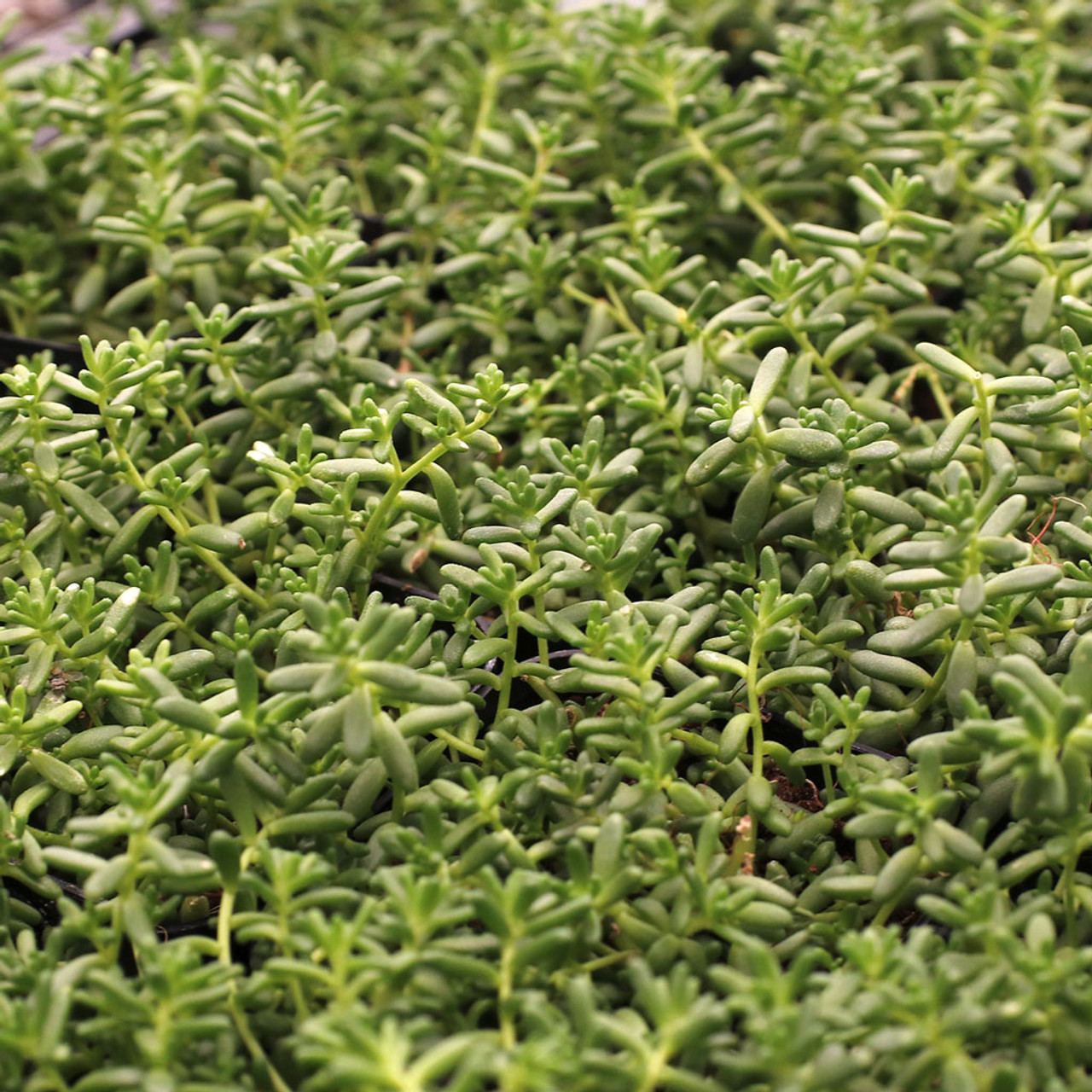 Click through to see our detailed product page.