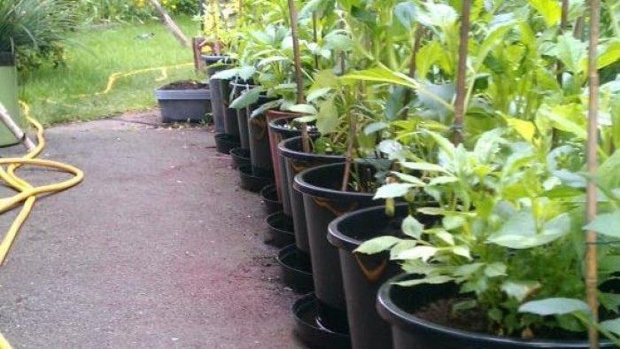 Terracotta Plant Pot