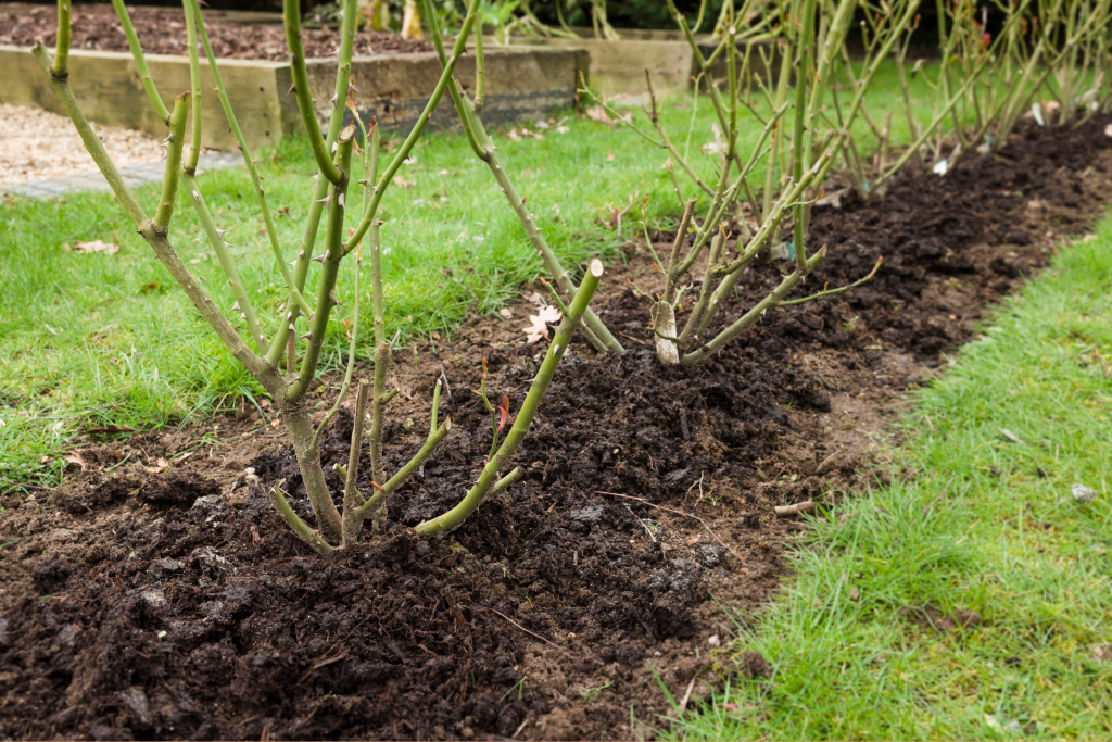 A layer of mulch surrounding rose shrubs