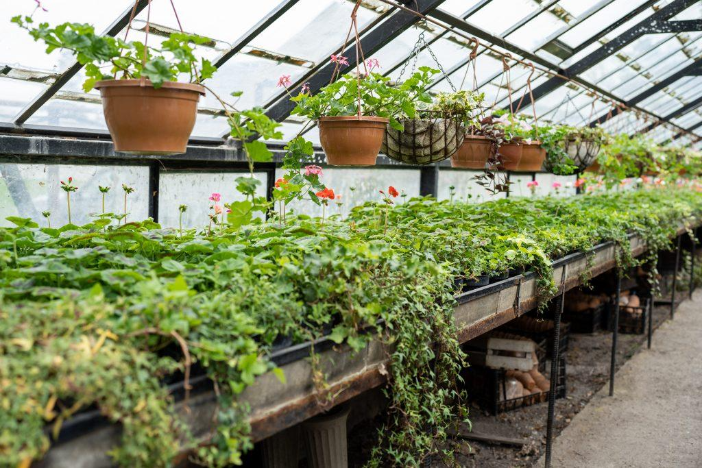 Old greenhouse with tropical flowers and hanging plants inside.