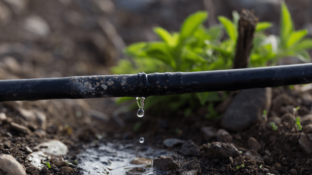 Drip irrigation system in the garden. This system delivers water directly to the plant's root zone, reducing water wastage and ensuring consistent hydration.