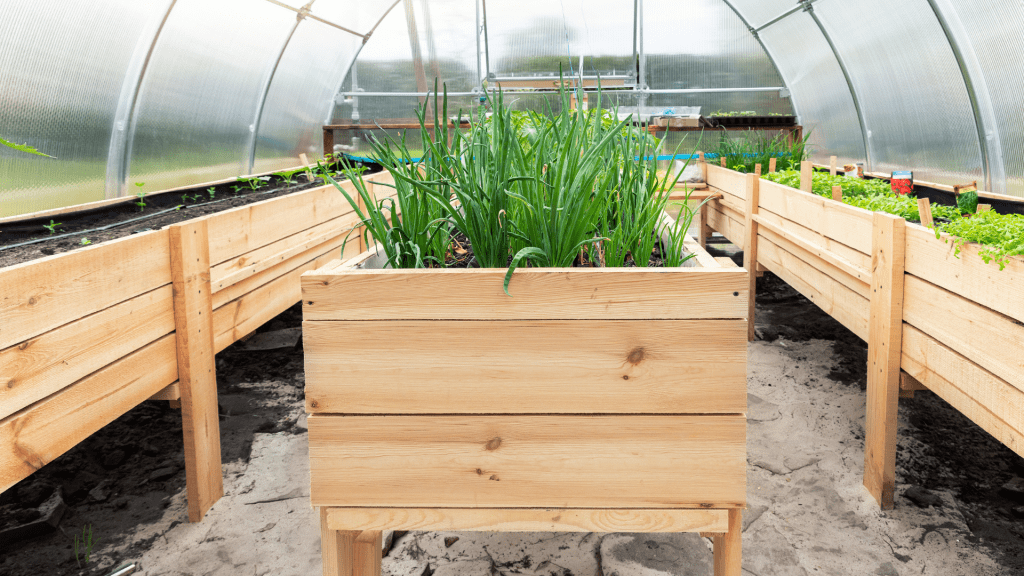 Wooden pallet with raised garden beds in a small home greenhouse