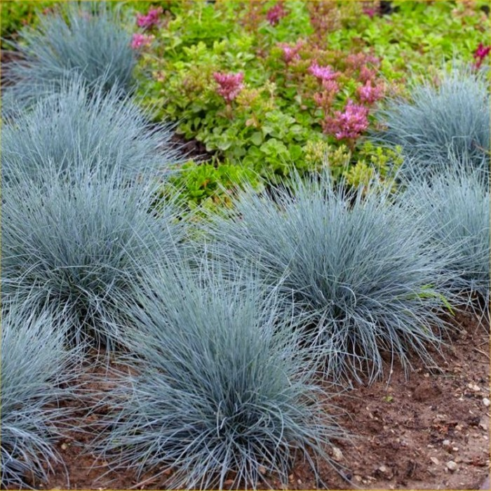 Festuca glauca Blue Fescue - Pack of FIVE