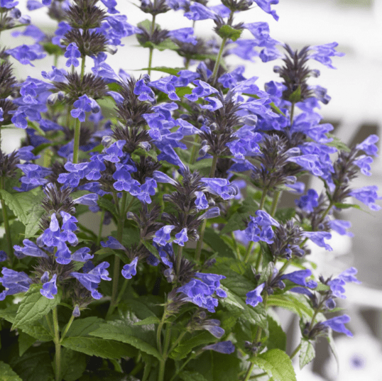 Nepeta Neptune
