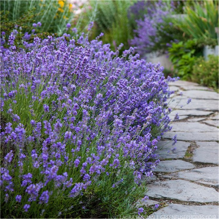 Large Munstead English Lavender - Lavandula angustifolia 'Munstead'
