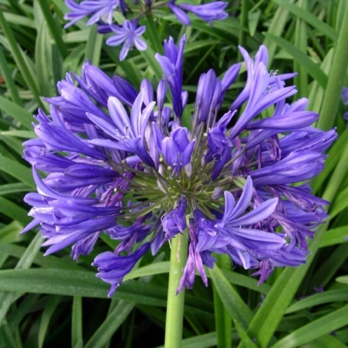 Agapanthus Ever Sapphire