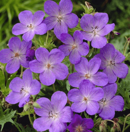 Geranium plants