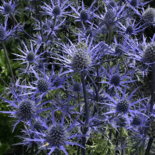 Eryngium plants