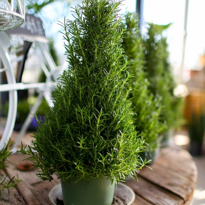 Rosemary Pyramid - Fragrant Rosmarinus officinalis