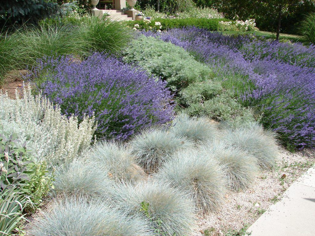 drought resistant garden