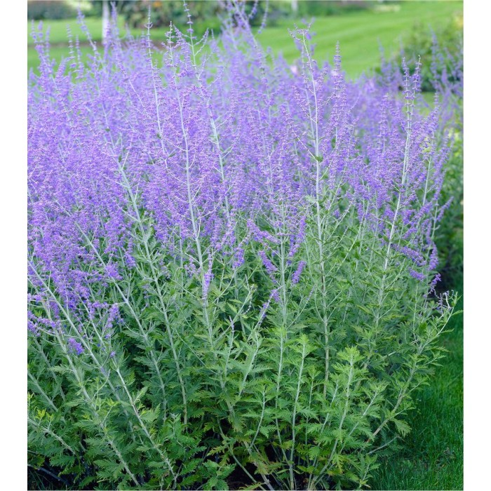 Perovskia Blue Spire - Russian Sage Little Spire