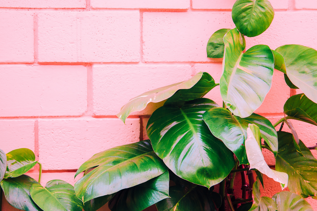 Light pink painted wall in garden