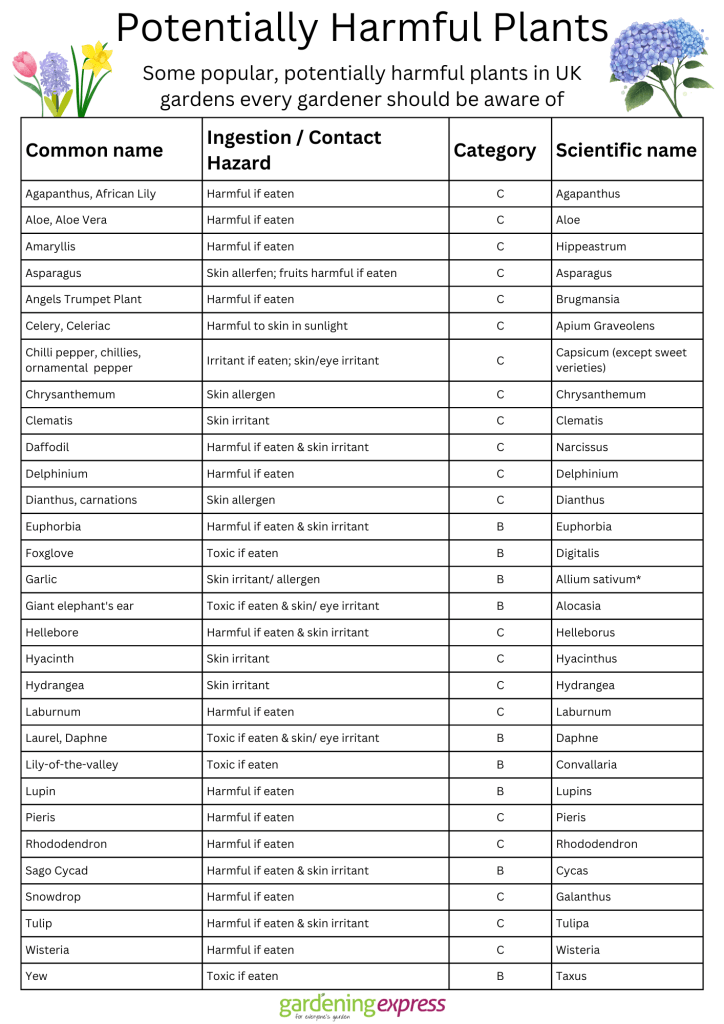 Planting chrysanthemum with gardening gloves on to prevent skin irritation