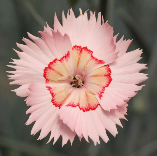 Dianthus Tequila Sunrise