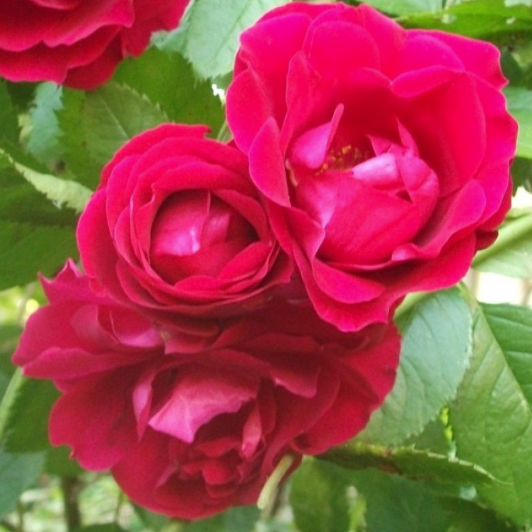 Rose rosa Flammentanz