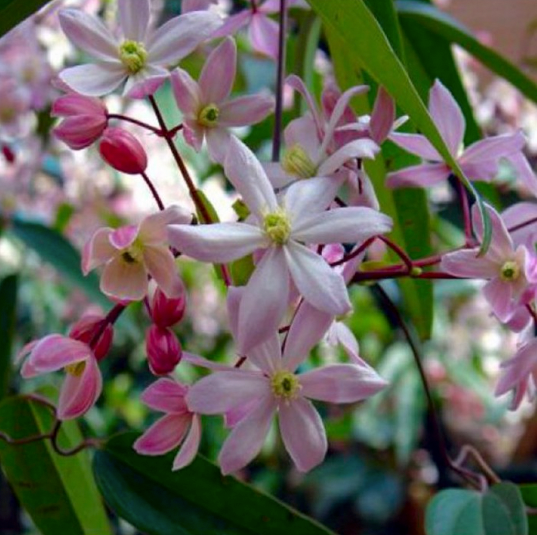 Clematis armandii Apple Blossom