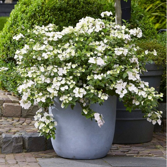 Hydrangea Runaway Bride®