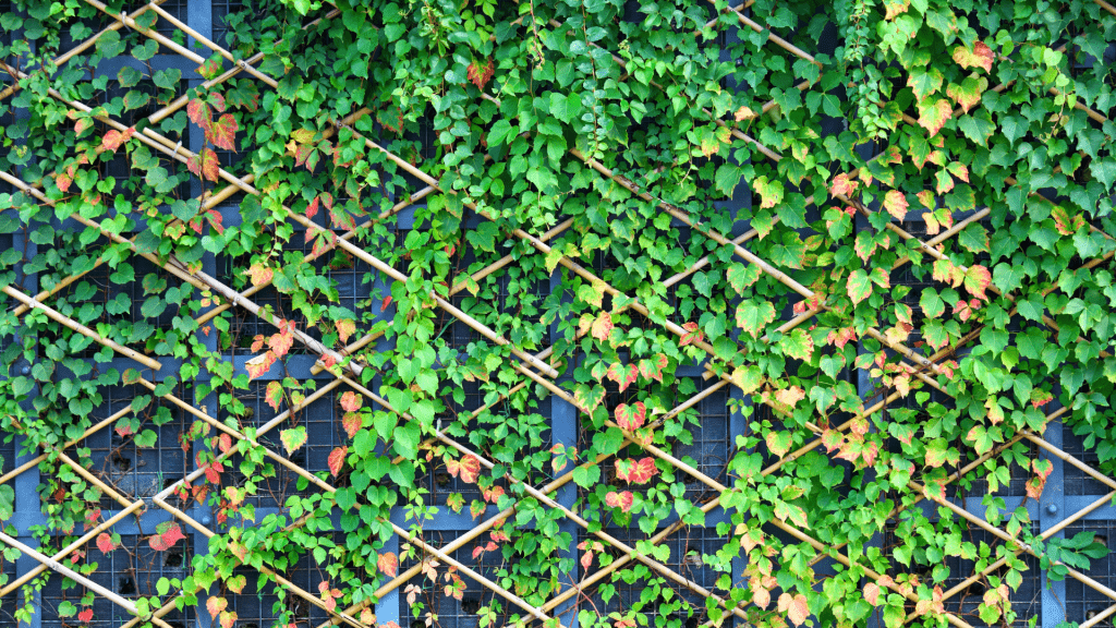 Growing vertically in an urban garden