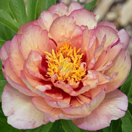 Peony itoh 'Callies Memory' - Paeonia itoh