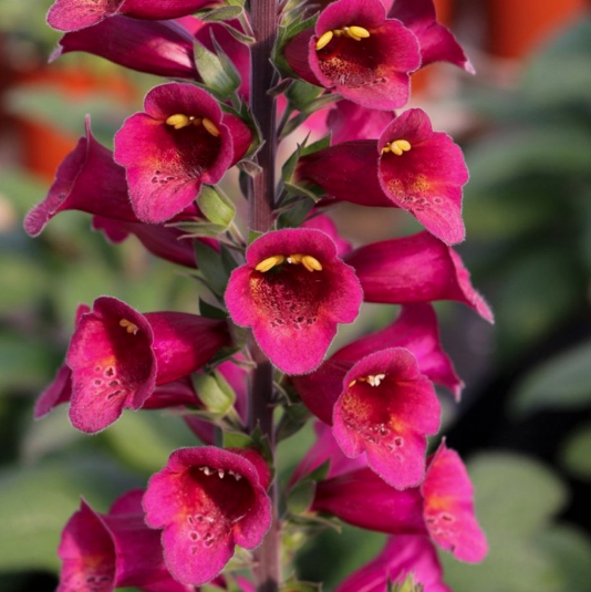 Digitalis Foxglove - Plum Gold