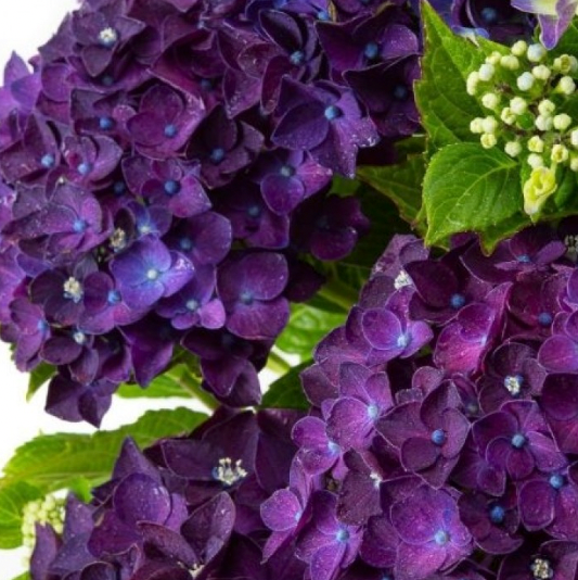 Hydrangea macrophylla Rodeo Deep Purple