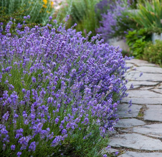Munstead English Lavender - Lavandula angustifolia 'Munstead'