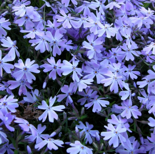 Phlox subulata 'Emerald Cushion'