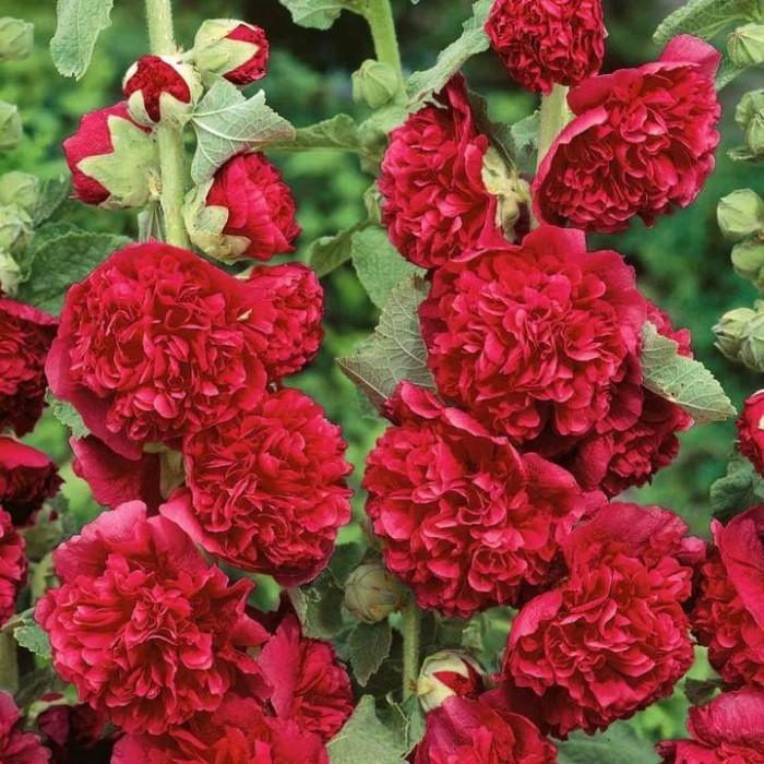 Alcea Chaters Double Red