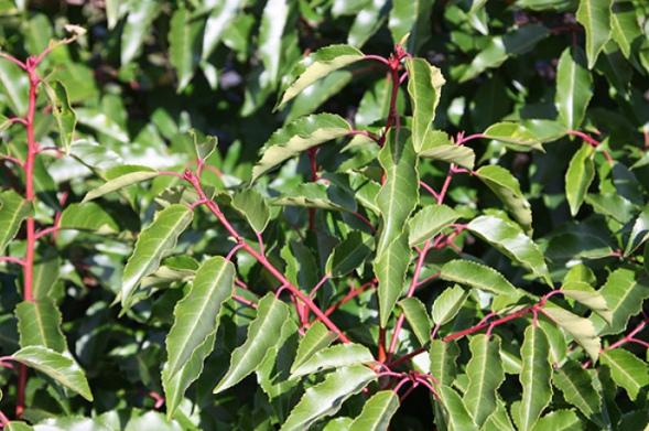 Prunus lusitanica - Portuguese laurel - formal hedging