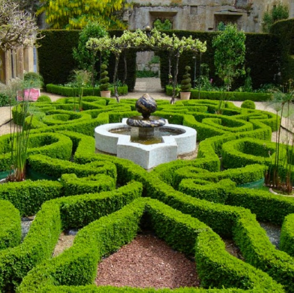 Buxus semperviren - modern garden plant