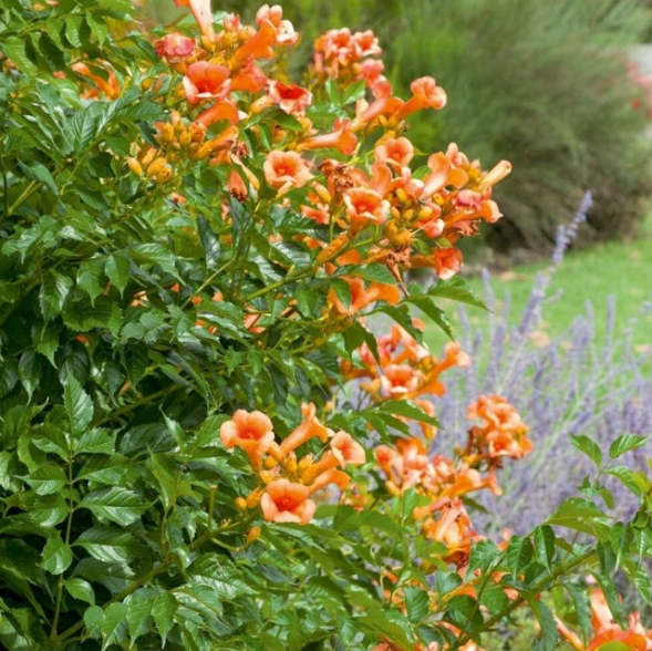 Campsis radicans Indian Summer
