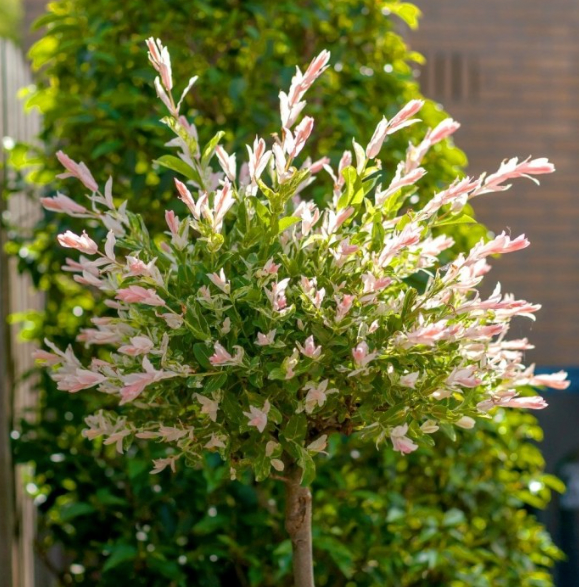 Flamingo tree -Salix integra Hakuro Nishiki