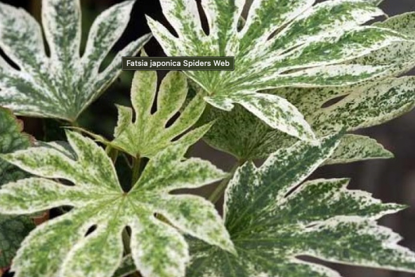 Fatsia japonica Spiders Web