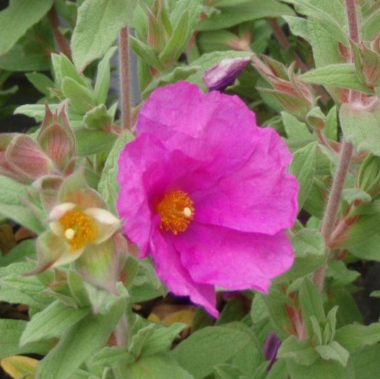 Cistus Sunset - Rock Rose