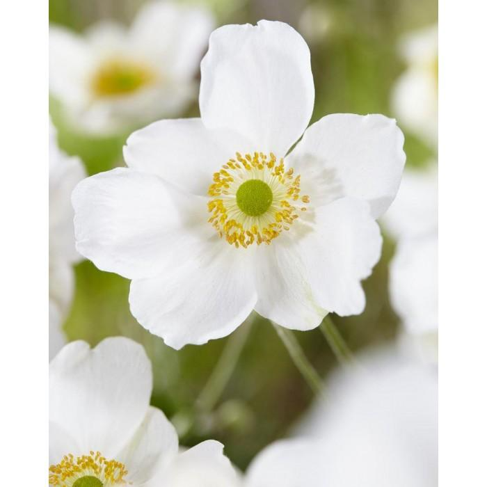 Anemone Honorine Jobert