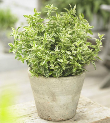 Euonymous fortunei Harlequin