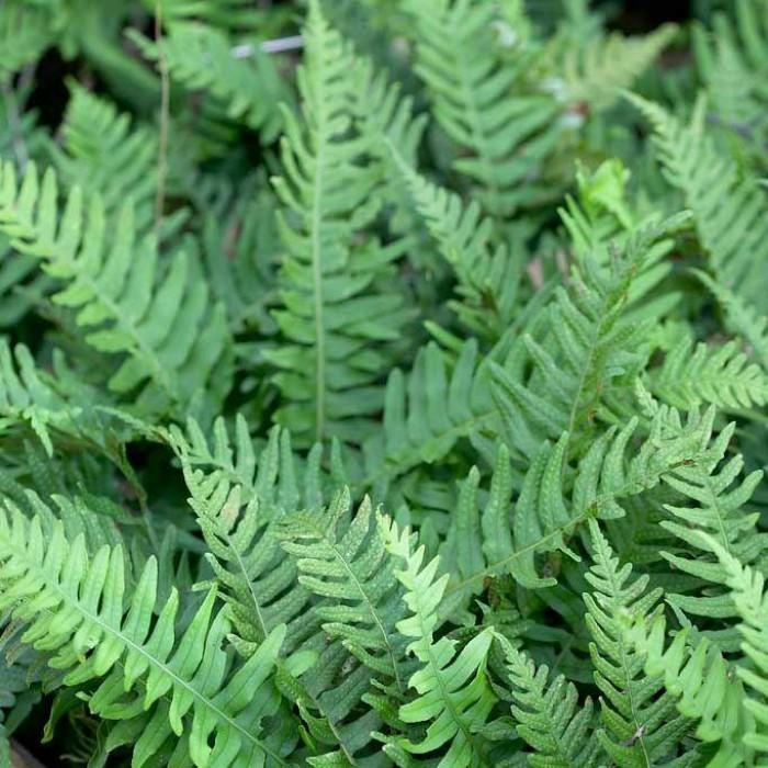 Polypodium vulgare