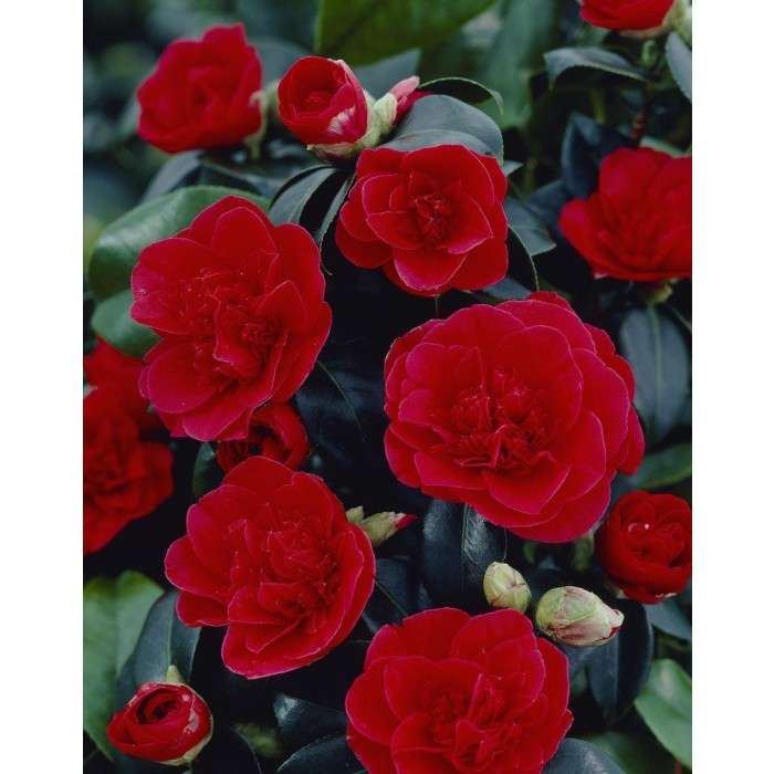 Camellia japonica 'Lady Campbell'