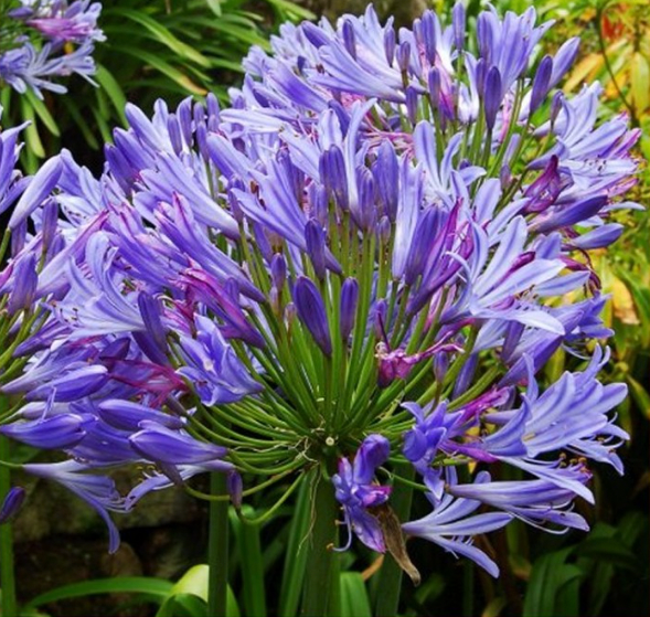 Agapanthus Charlotte
