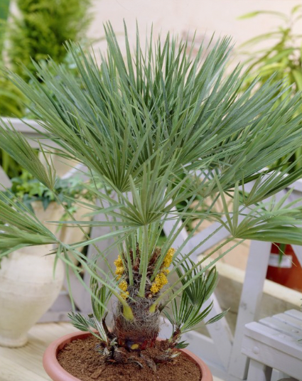 Chamaerops humilis