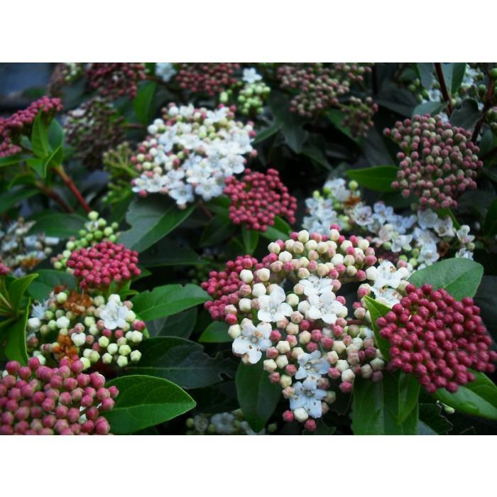 Viburnum tinus
