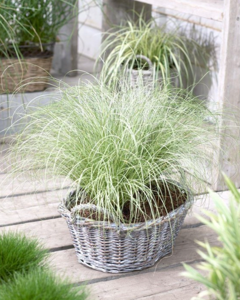 Carex comans Frosted Curls