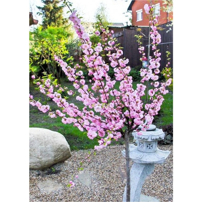 Prunus triloba - flowering cherry tree