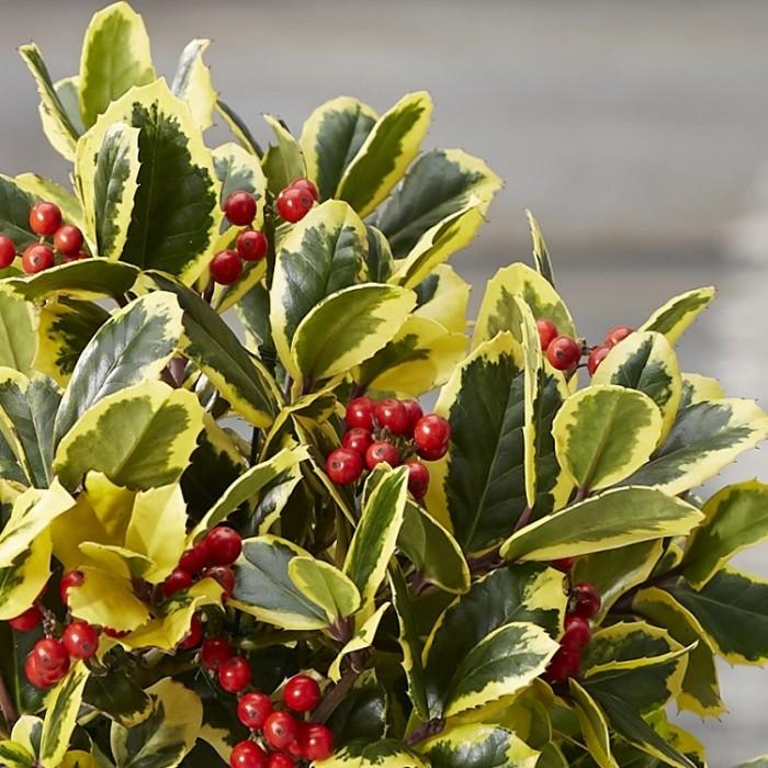 Ilex Golden King