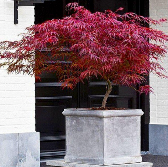 Acer palmatum dissectum Firecracker - Japanese Maple