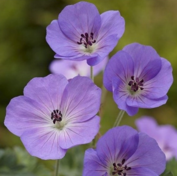 Geranium Rozanne - 'Jolly Bee' Hardy Geranium