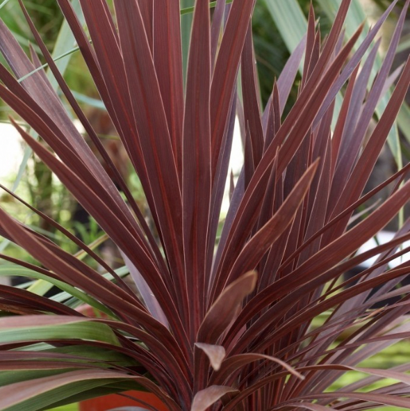 Cordyline 'Red Star'