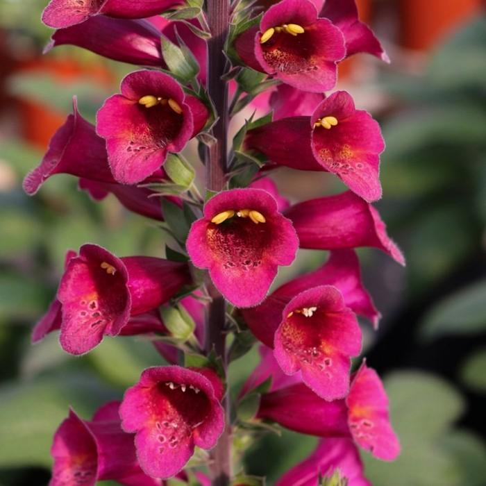 Digitalis Plum Gold