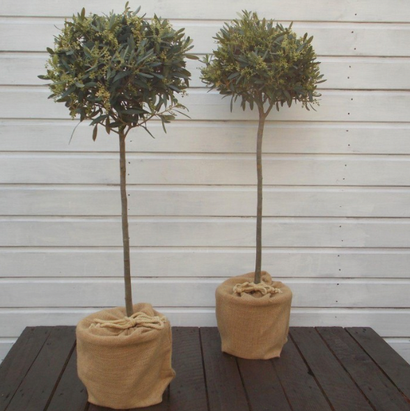 Olea europa - Olive tree - modern garden plant